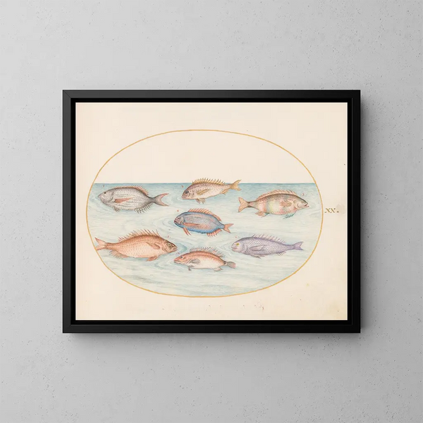 Planche 20: Dorade, Denti, Sargo und andere Fische - Joris Hoefnagel — gerahmtes Bild an der Wand