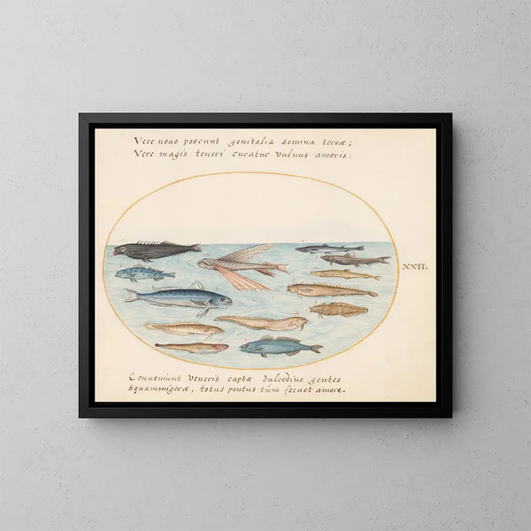 Planche 22: Fliegender Fisch, Aale und andere Fische - Joris Hoefnagel — gerahmtes Bild an der Wand