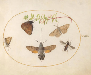 Joris Hoefnagel - Plate 23 Hummingbird Hawk Moth Butterflies and Other Insects around a Snowberry Sprig.webp