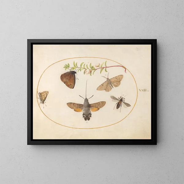 Pflanzenbild 23: Schmetterling Sphinx, Schmetterlinge und andere Insekten um einen Schneeballzweig - Joris Hoefnagel — gerahmtes Bild an der Wand
