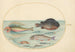 Planche 24 Grondin volant Hirondelle Lumpsucker mâle Poisson-trompette à longues épines et autres poissons - Joris Hoefnagel — Ansicht des Kunstwerks