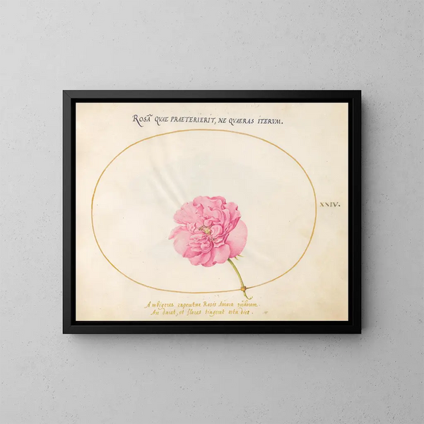 Pflanze 24 Rose rose - Joris Hoefnagel — gerahmtes Bild an der Wand