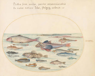 Joris Hoefnagel - Plate 27 Blennies Scorpion Fish and Other Fish.webp