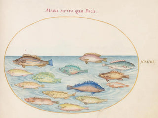 Joris Hoefnagel - Plate 28 Sea Bream and Other Fish.webp