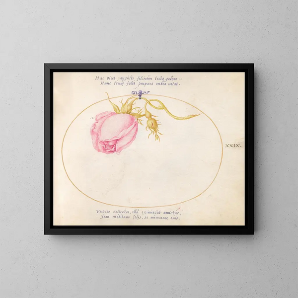 Platine 29 Rose rose et bouton de rose - Joris Hoefnagel — gerahmtes Bild an der Wand