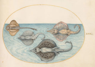 Joris Hoefnagel - Plate 30 Four Rays.webp