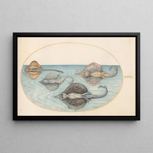 Joris Hoefnagel - Plate 30 Four Rays.webp