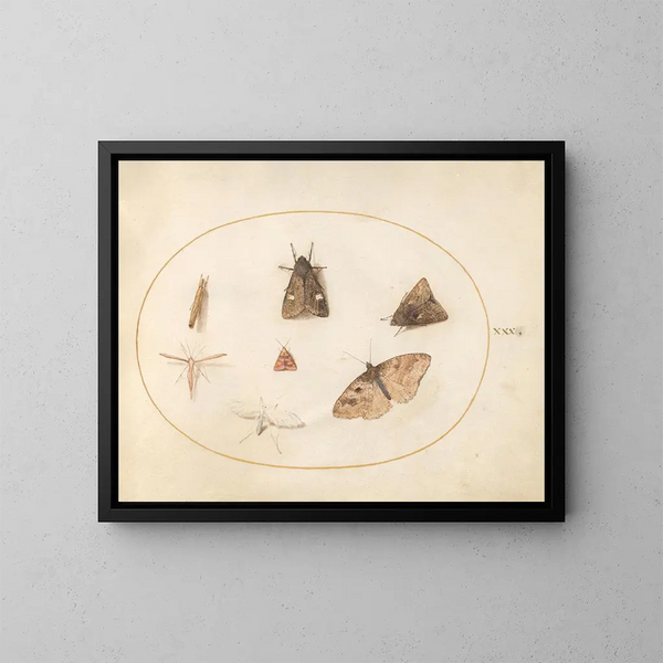 Platine 30 Sept Nachtfalter - Joris Hoefnagel — gerahmtes Bild an der Wand