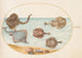 Planche 31 Elektrische Rochen mit anderen Rochen oder Muscheln und einem Mollusken in seiner Schale - Joris Hoefnagel — Ansicht des Kunstwerks