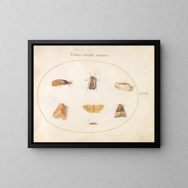 Platinen-Gemälde 31. September Nachtfalter - Joris Hoefnagel — gerahmtes Bild an der Wand