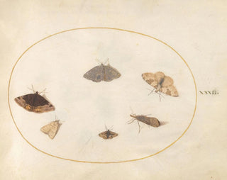 Joris Hoefnagel - Plate 32 Six Moths.webp