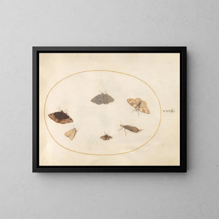 Joris Hoefnagel - Plate 32 Six Moths.webp