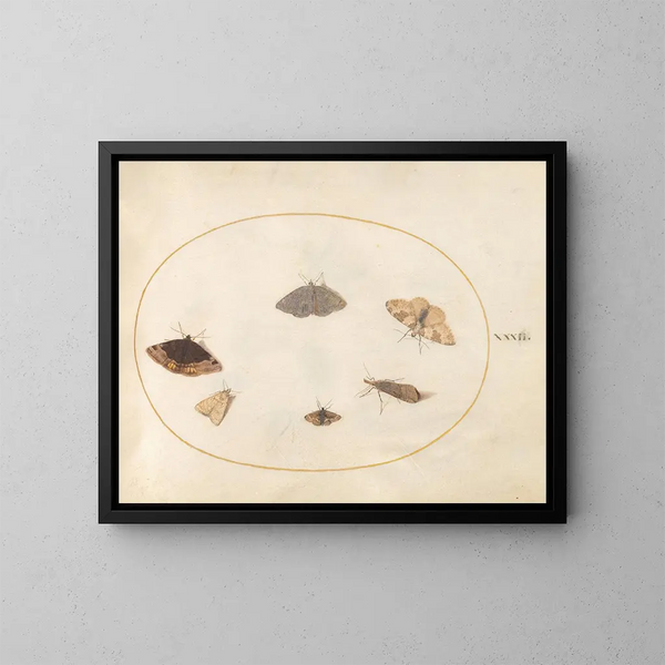 Platine 32 Six Schmetterlinge der Nacht - Joris Hoefnagel — gerahmtes Bild an der Wand