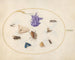 Platinen-Gemälde 33 Nachtfalter und Schmetterling mit anderen Insekten und einer Columbine-Blume - Joris Hoefnagel — Ansicht des Kunstwerks