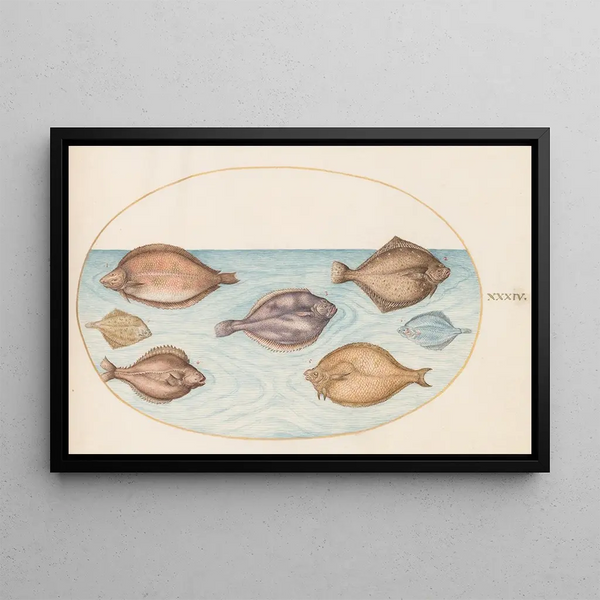 Planche 34 Sept flache Fische - Joris Hoefnagel — gerahmtes Bild an der Wand