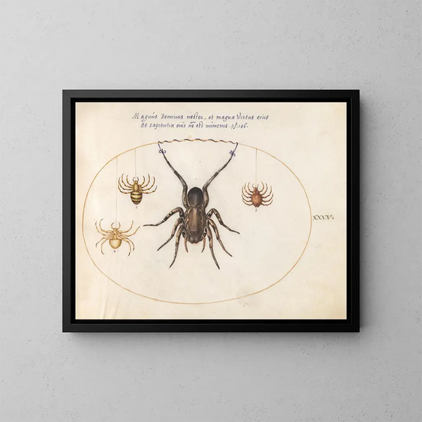 Platinen-Gemälde 35 Eine Spinnenart und drei andere Spinnen - Joris Hoefnagel — gerahmtes Bild an der Wand