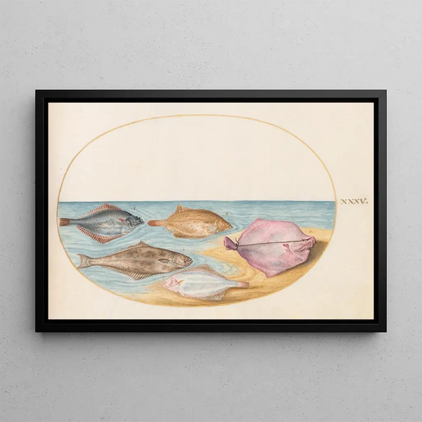 Planche 35 Die Unterseiten des Turbot und anderer Plattfische - Joris Hoefnagel — gerahmtes Bild an der Wand