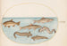 Planche 38 Lotte, Motelle und andere Fische - Joris Hoefnagel — Ansicht des Kunstwerks