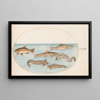 Joris Hoefnagel - Plate 38 Burbot Rockling and Other Fish.webp