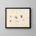 Platine 38 Sept Spinnen - Joris Hoefnagel — gerahmtes Bild an der Wand