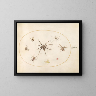 Joris Hoefnagel - Plate 39 Eight Spiders.webp