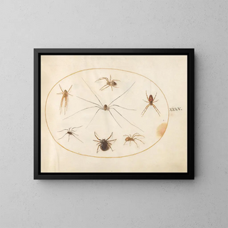 Joris Hoefnagel - Plate 40 Eight Spiders Including a Cross Spider with an Egg Sac.webp