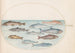 Planche 41, Corégone und andere Fische - Joris Hoefnagel — Ansicht des Kunstwerks