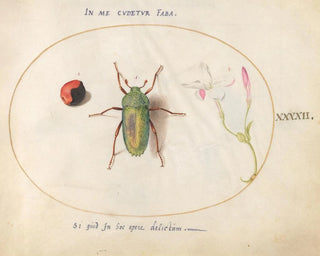 Joris Hoefnagel - Plate 42 Jewel Beetle with a Rosary Pea and a Flower Oleander.webp