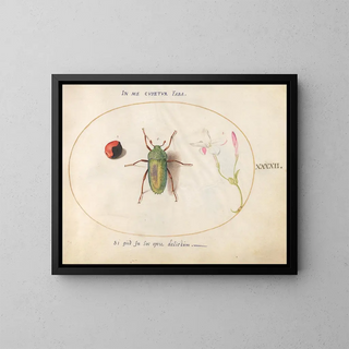 Joris Hoefnagel - Plate 42 Jewel Beetle with a Rosary Pea and a Flower Oleander.webp