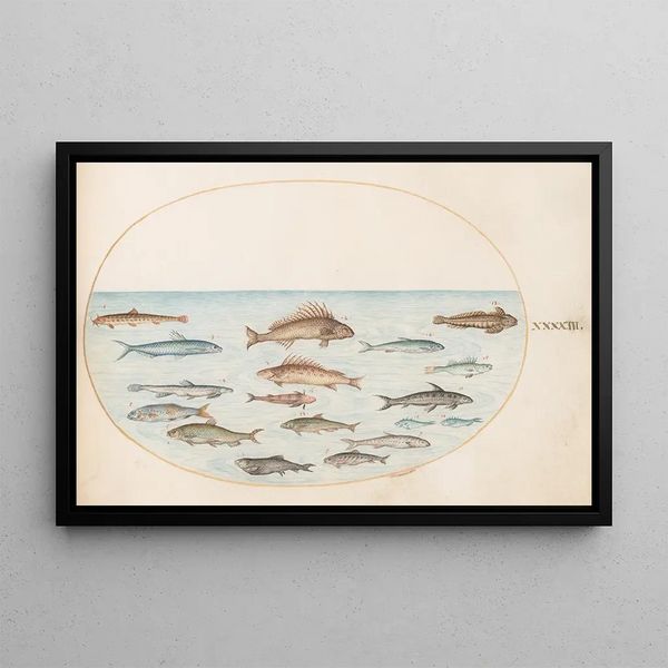 Planche 43, quinze poissons - Joris Hoefnagel — gerahmtes Bild an der Wand