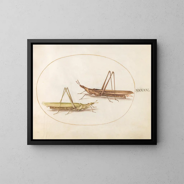 Platinen-Kunstdruck 45 Zwei Heuschrecken mit langen Köpfen - Joris Hoefnagel — gerahmtes Bild an der Wand