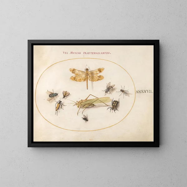 Pflanze 47 Eine Libelle, eine Blaugrüne Mosaikjungfer, Heuschrecken, Hausfliegen, ein Nacktschnecke, ein blühender Hirschkäfer und andere Insekten - Joris Hoefnagel — gerahmtes Bild an der Wand