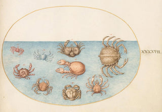 Joris Hoefnagel - Plate 47 Nine Crabs.webp