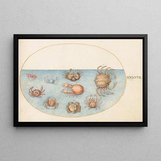 Joris Hoefnagel - Plate 47 Nine Crabs.webp