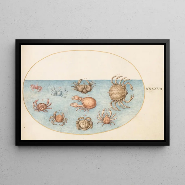 Joris Hoefnagel - Plate 47 Nine Crabs.webp