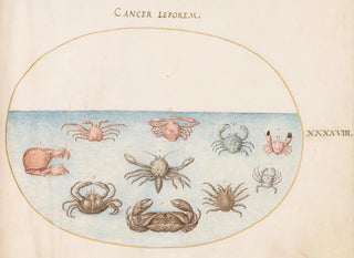Joris Hoefnagel - Plate 48 Ten Crabs.webp