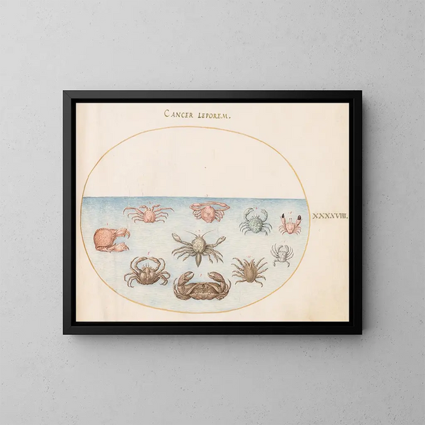 Planche 48: Dix crabs - Joris Hoefnagel — gerahmtes Bild an der Wand