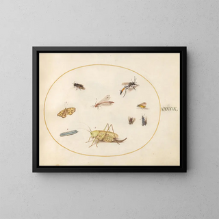 Joris Hoefnagel - Plate 49 A Grasshopper a Caterpillar a Butterfly a Moth and Other Insects.webp