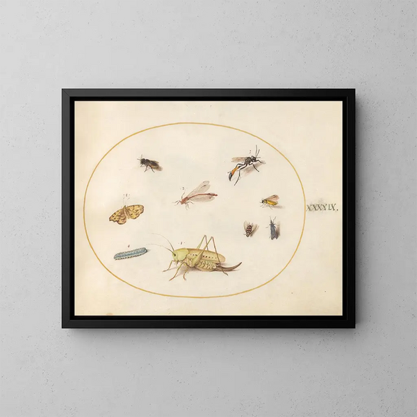 Pflanze 49 Ein Heuschrecke, eine Raupe, ein Schmetterling, eine Nachtfalter und andere Insekten - Joris Hoefnagel — gerahmtes Bild an der Wand