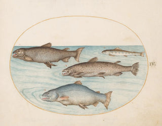 Joris Hoefnagel - Plate 4 Four Salmon.webp