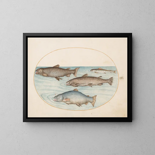 Joris Hoefnagel - Plate 4 Four Salmon.webp