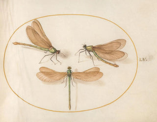 Joris Hoefnagel - Plate 55 Three Green Damselflies with Brown Wings Beautiful Desmoiselles.webp