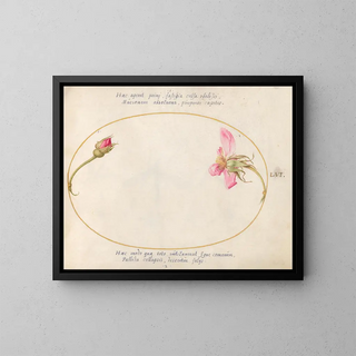 Joris Hoefnagel - Plate 56 A Rosebud and a Disintegrating Pink Rose.webp