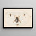 Planche 57 Ein Dytique und zwei Ansichten eines Notonecte - Joris Hoefnagel — gerahmtes Bild an der Wand