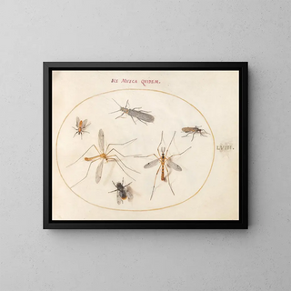 Joris Hoefnagel - Plate 58 A Bee and Five Other Insects.webp