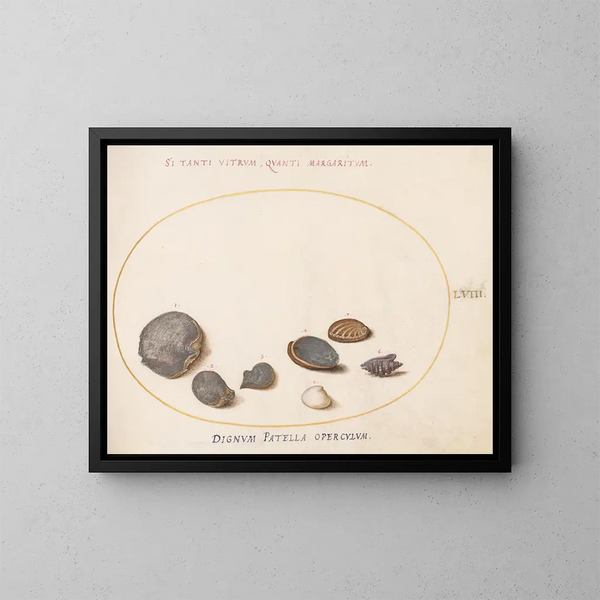 Platinen-Gemälde 58 Muscheln, einschließlich Abalone - Joris Hoefnagel — gerahmtes Bild an der Wand