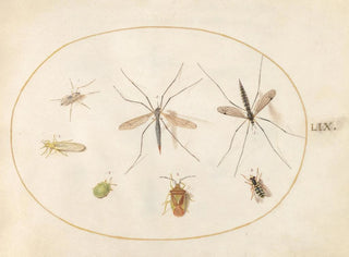 Joris Hoefnagel - Plate 59 Seven Insects Including a Hawthorn Shield Bug Crane Flies and a Hoverfly.webp