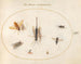 Platinen-Gemälde 61 Sept Insekten, darunter Fliegen - Joris Hoefnagel — Ansicht des Kunstwerks