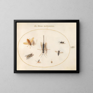 Joris Hoefnagel - Plate 61 Seven Insects Including Flies.webp