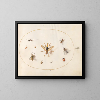 Joris Hoefnagel - Plate 62 Ten Insects.webp